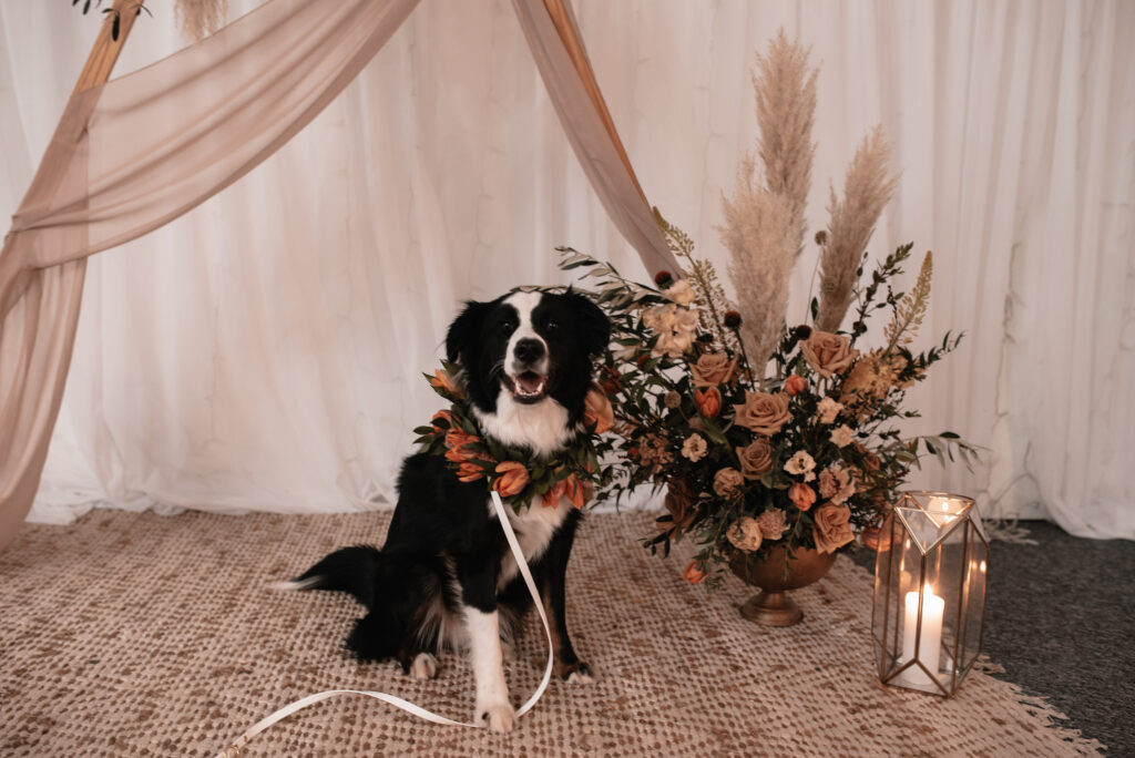 A border collie with a tulip collar sits in front of a floral wedding ceremony display