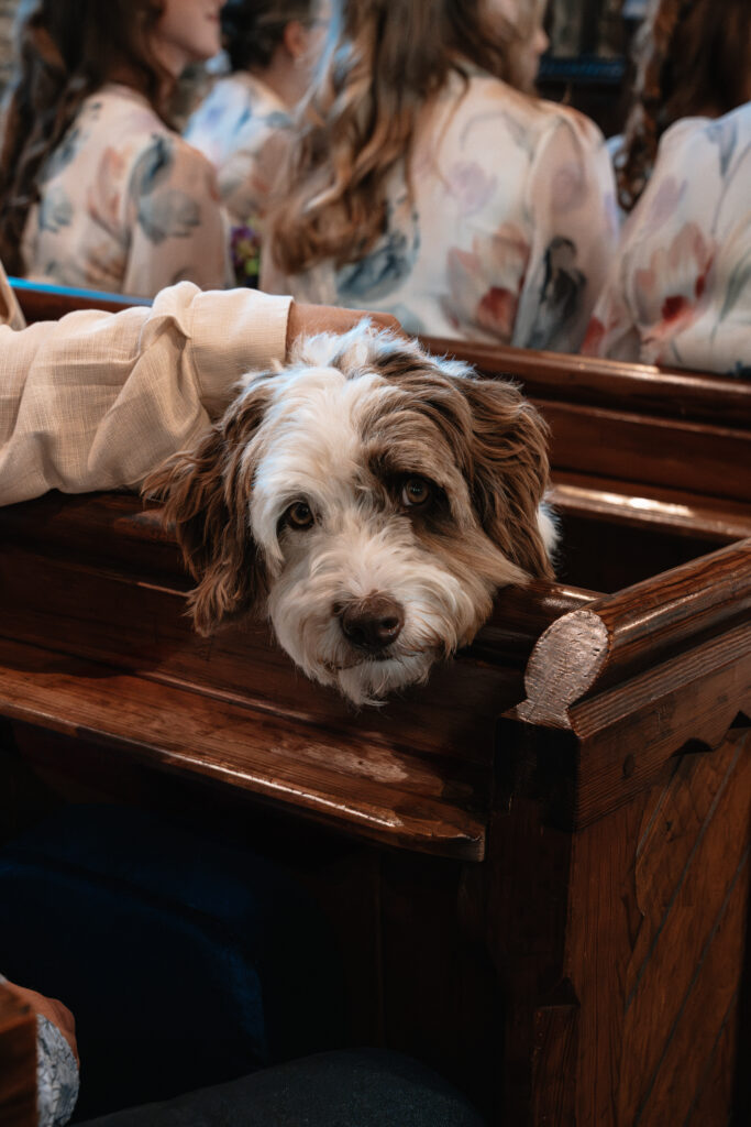 A dog is laying with it's head rested on a church pew