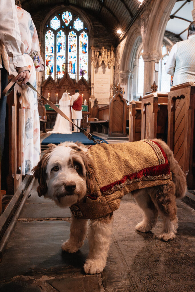 A dog dressed in traditional Asian jacket is stood in the aisle of a church, in the background the bride and groom are at the alter