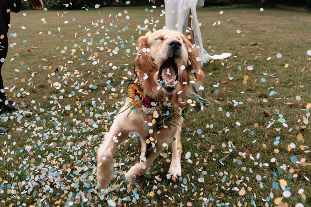 An excited golden retriever is running towards the camera whilst confetti rains over him 