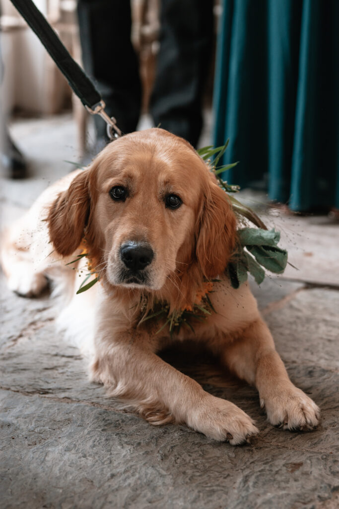 A golden retriever with a floral collar